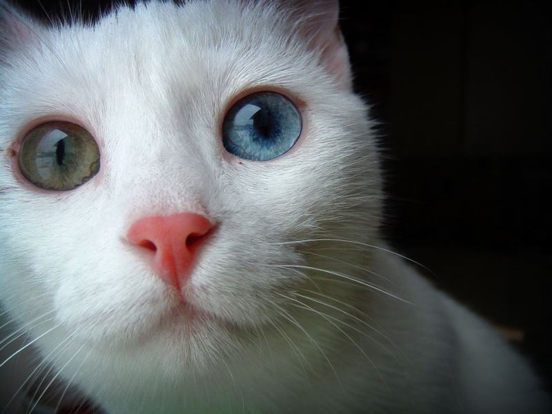 WTFSG_laser-treatment-claims-to-turn-brown-eyes-blue-cat