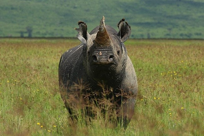 WTFSG_permit-to-hunt-black-rhino-auctioned-for-us350000_1