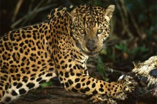 WTFSG_calvin-klein-cologne-jaguars-guatemala